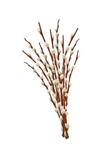 A Bunch Of Pussy Willow Spring Stems Isolated Cutout On Transparent