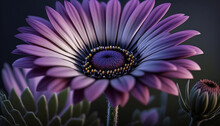 Closeup Of A Purple African Daisy, Detailed