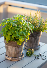 Wall Mural - lemon balm (melissa) and thyme herb in flowerpot on balcony, urban container garden concept