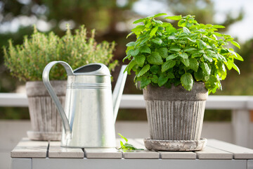 Wall Mural - lemon balm (melissa) and thyme herb in flowerpot on balcony, urban container garden concept