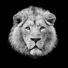 Lion Head Black And White Portrait With Coloured Eyes Isolated On Black Background