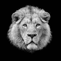 Lion head black and white portrait with coloured eyes isolated on black background