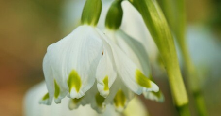 Wall Mural - Close-up of the spring snowflake flowers