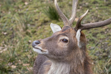 Wall Mural - Vietnamese sika deer detail of head with horns.