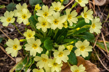 Background With Spring Yellow Primroses