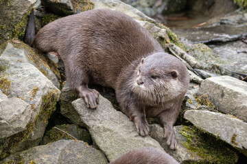 Wall Mural - Adult otter among stones outdoors.