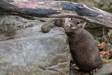 Wall Mural - Adult otter among stones outdoors.