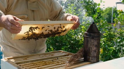 Wall Mural - The beekeeper pulls out a honeycomb with honey from the hive. Natural fresh honey. The concept of organic food. Slow-motion video.