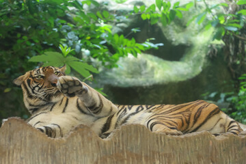 Wall Mural - Close up Indochinese tiger is beautiful animal