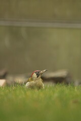 ein schöner Vogel auf einer Wiese