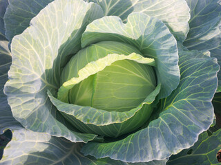 Wall Mural - Cabbage leaves close-up.