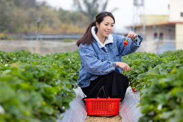 Poster - Woman pick strawberry in the farm