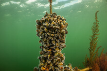 Mussel Farm Underwater. Shellfish Grow On Ropes Suspended From The Surface In The Cold Water Of Holland Oosterschelde. The Oesterdam Is Sea Water Controlled Environment For Seafood Production