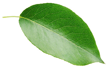 Sticker - Green pear leaf isolated on transparent background