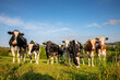 Troupeau de vaches laitière dans les champs au milieu de la nature.