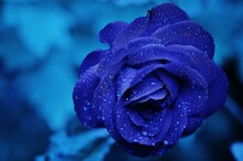 Blue Rose With Drops