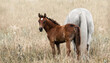 A foal with its mother