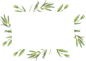  rectangular frame of watercolor drawings of olive tree leaves