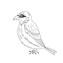 Crossbill On A White Background. The Beak Is Crossed. Vector Stock Illustration. Isolated. White Background. Sketch. Animal With Wings.