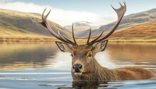  A Deer Is Swimming In A Lake With Mountains In The Background.  Generative Ai
