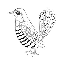 Cuckoo In Hand Drawn Style. Chicks. Nest. Vector Stock Illustration. Isolated. Sketch. Nature. Wings. White Background.