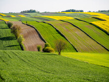 Spring Farmland In The Hills Of Roztocze In Poland.  Young Green Cereals.  Blooming Rapeseed. Low Shining Sun Illuminating Fields, Trees And Bushes. Roztocze. Eastern Poland.