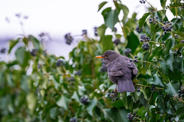 bird on a tree