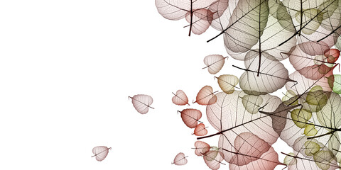 Wall Mural - leaf skeletons with veins and cells on white background
