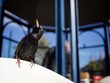 canvas print picture - Starling perched in a Pavement Cafe