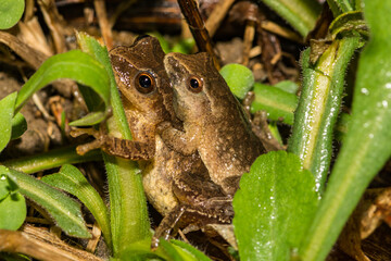 northern spring peeper - pseudacris crucifer