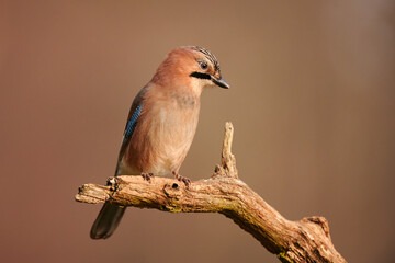 Canvas Print - Eurasian jay (Garrulus glandarius)