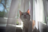 Fototapeta Zwierzęta - curious cat looks behind curtain, sunny day in authentic home interior