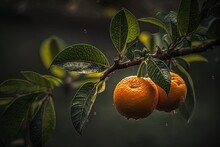 Oranges Hanging From A Tree Generative AI
