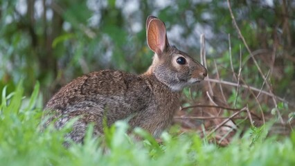 Wall Mural - Grey small hare eating grass on summer field. Wild rabbit in nature