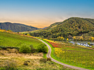 Wall Mural - Winding Road through Bruttig-Fankel village and steep vineyards on a Moselle river during a beautiful autumn day in Cochem-Zell, Germany