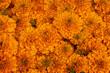 full frame marigolds