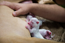 Newborn Puppies Nursing