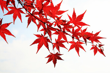 red maple leaves