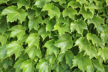 Canvas Print - ivy leaves in summer