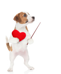 Poster - jack russell terrier puppy holds heart and points away on empty space. isolated on white background