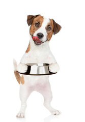 Leinwandbilder - Licking lips Jack Russell Terrier puppy holds empty bowl and asks for food. isolated on white background