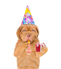 Poster - Mastiff puppy wearing party cap blows into party horn and holds gift box. isolated on white background