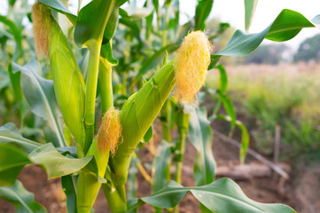 Wall Mural - a front selective focus picture of organic young corn field at agriculture farm.