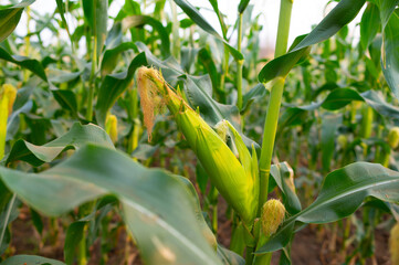 Wall Mural - a front selective focus picture of organic young corn field at agriculture farm.