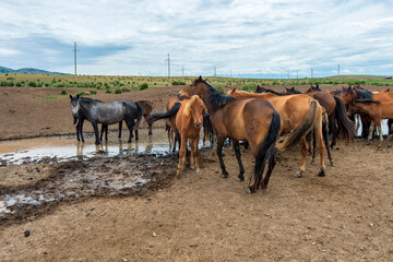 Wall Mural - horses in the field