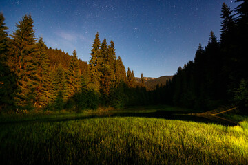 Wall Mural - awesome starry sky above the forest. carpathian mountains, ukraine, europe.