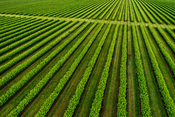 Poster - splendid rows of blackcurrant bushes on a summer farm in sunny day.