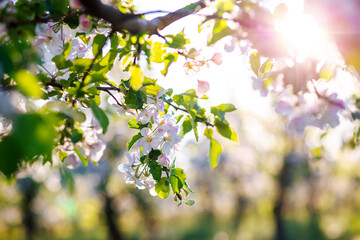 Photo Sur Toile - White flowers of a blooming apple tree on a sunny day close-up.