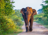 Fototapeta Perspektywa 3d - Sri Lankan elephant