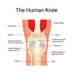 Vector human knee anatomy diagram